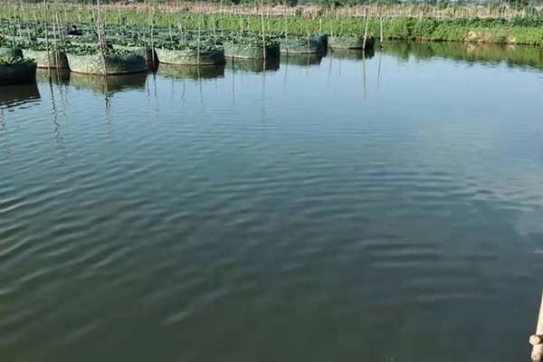 安徽优质生物有机肥料出售